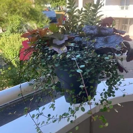 Premium Cosy, Equipe, Calme, Balcon Haguenau